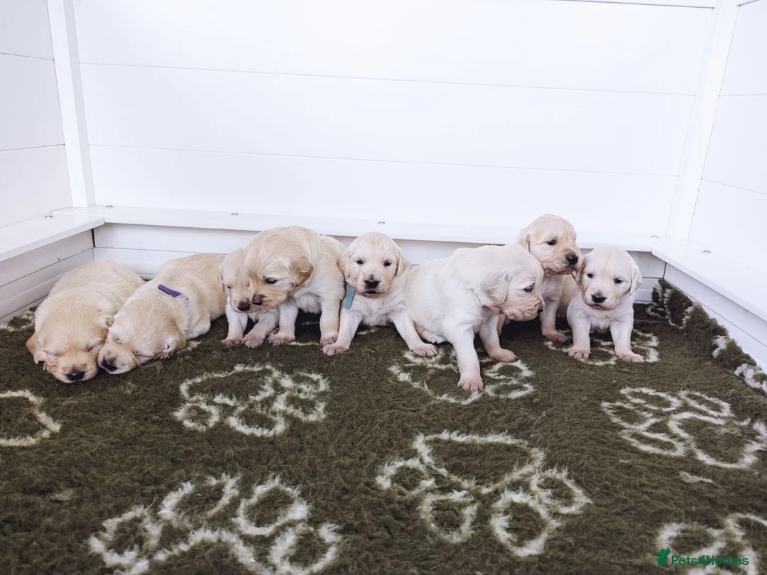 Golden Retriever dogs for sale: Chunky cream and golden puppies - Advert 2