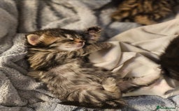 Bengal cats for sale: Elven Bengals - Image 34