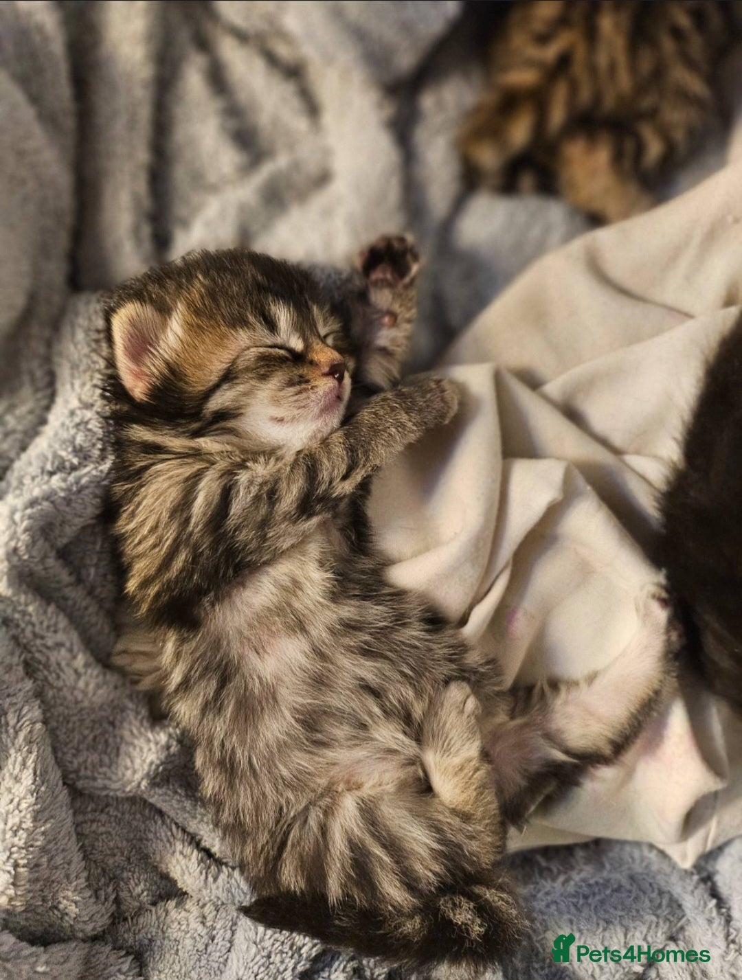 Bengal cats for sale: Elven Bengals - Image 34
