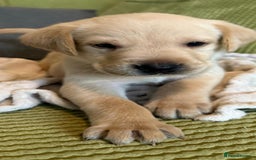 Labrador Retriever dogs for sale: LABRADOR PUPPYS 5WEEKS READY TO VIEW - Image 4