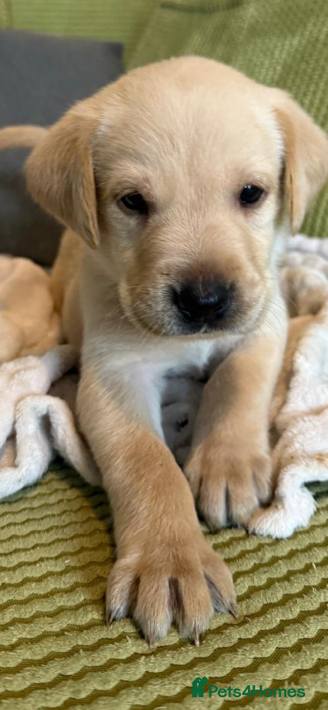 Labrador Retriever dogs for sale: LABRADOR PUPPYS 5WEEKS READY TO VIEW - Image 4