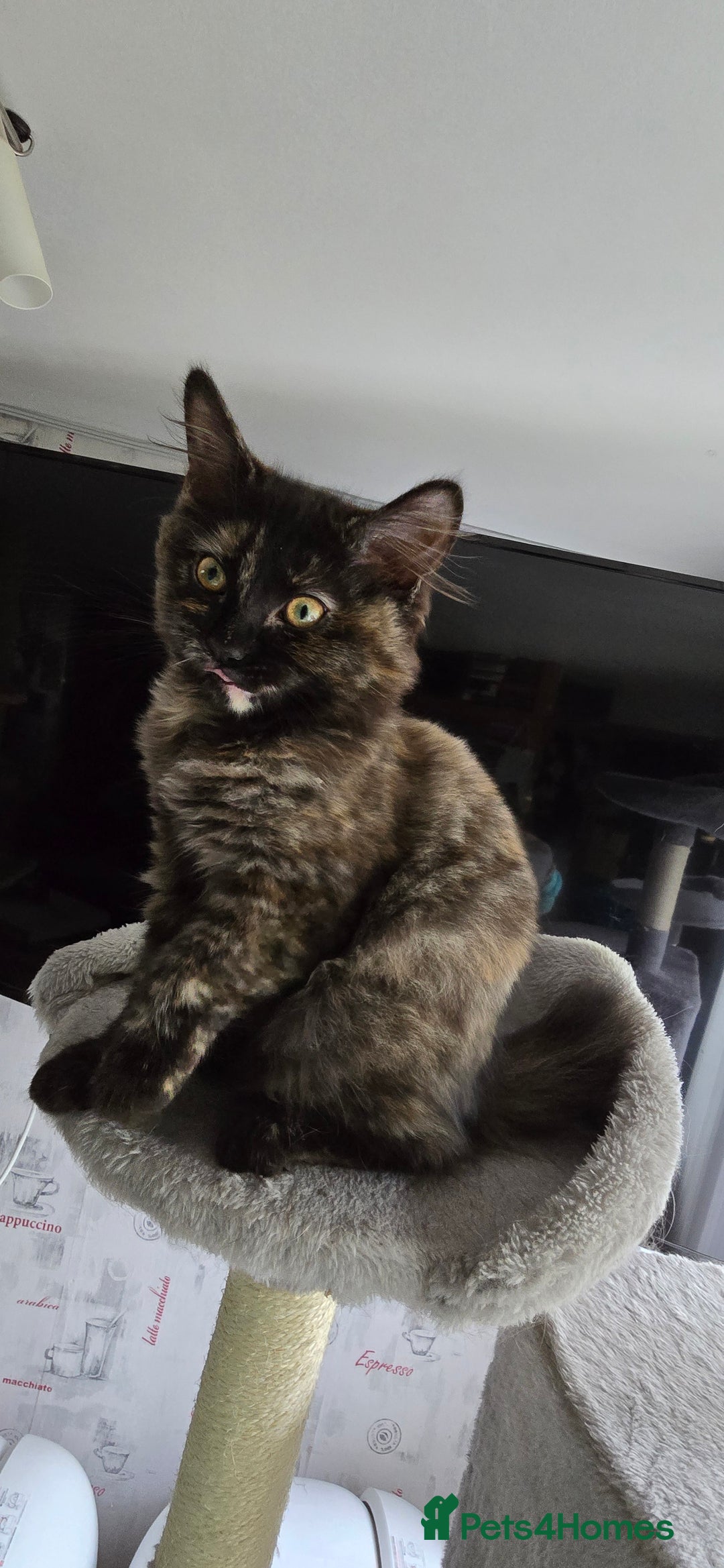Maine Coon cats for sale: Amazing tortie Mainecoons - Image 24