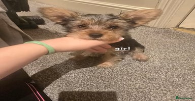 Yorkshire Terrier dogs - Advert 16