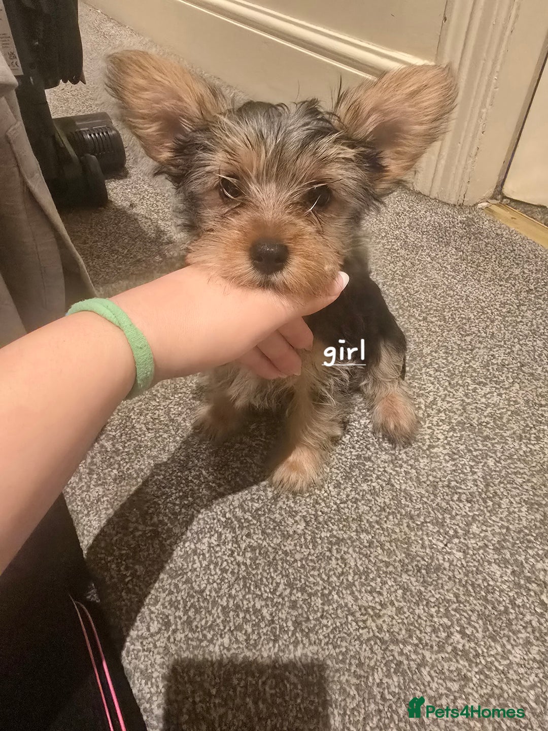 Yorkshire Terrier dogs for sale: Small puppies  - Image 3