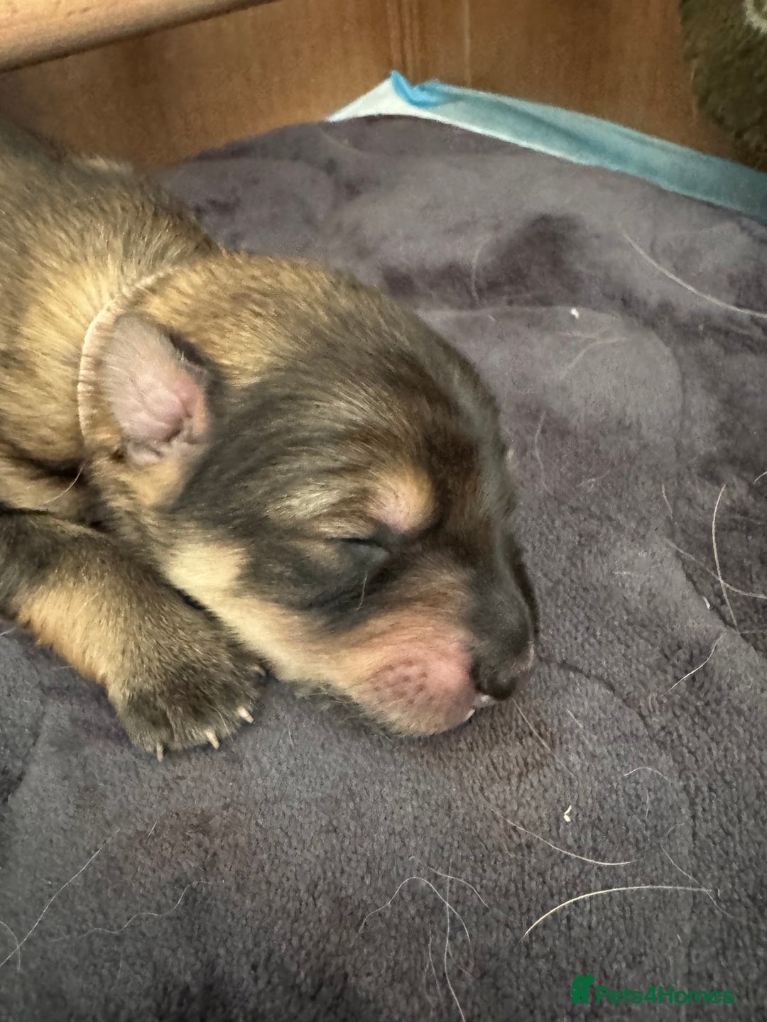 Mixed Breed dogs for sale: Beautiful Inca & handsome Nanuq PUPDATE x2  - Image 18