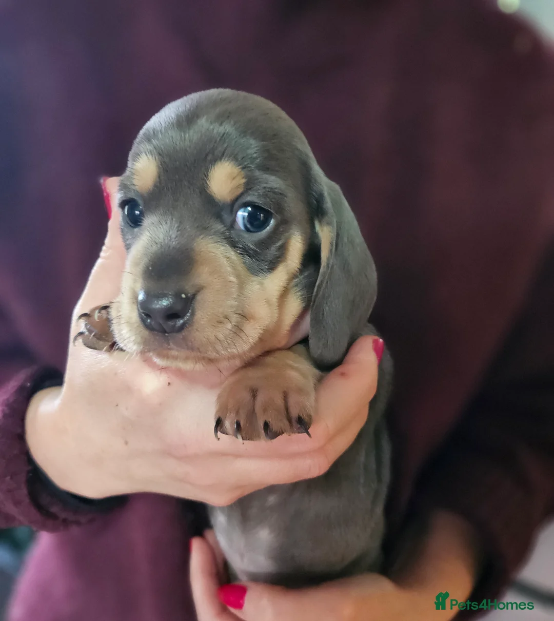 Miniature Dachshund dogs for sale: Kc registers mini smoothaired dachshund puppies - Advert 27