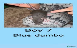 Rat rodents for sale: Beautiful baby rats looking for forever homes! - Advert 22