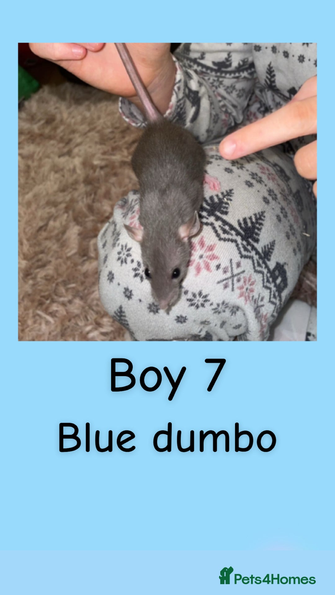 Rat rodents for sale: Beautiful baby rats looking for forever homes! - Advert 22
