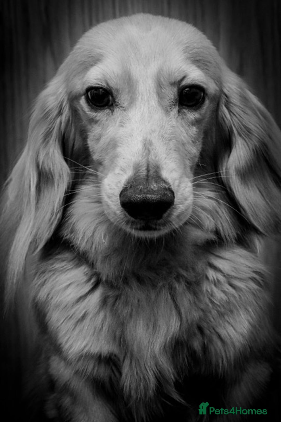 Miniature Dachshund dogs for stud: KC Reg DNA Health Tested CLEAR - CREAM MINI DACH in Littleborough - Image 6