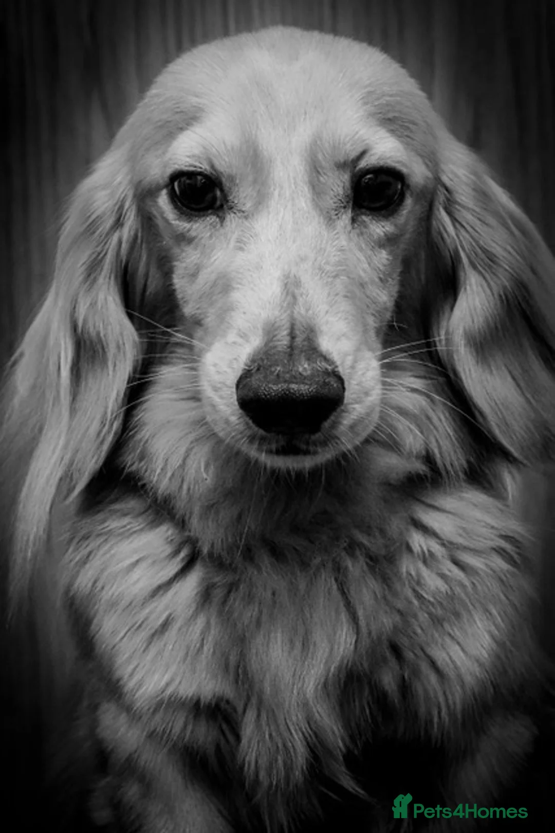 Miniature Dachshund dogs for stud: KC Reg DNA Health Tested CLEAR - CREAM MINI DACH in Littleborough - Advert 6