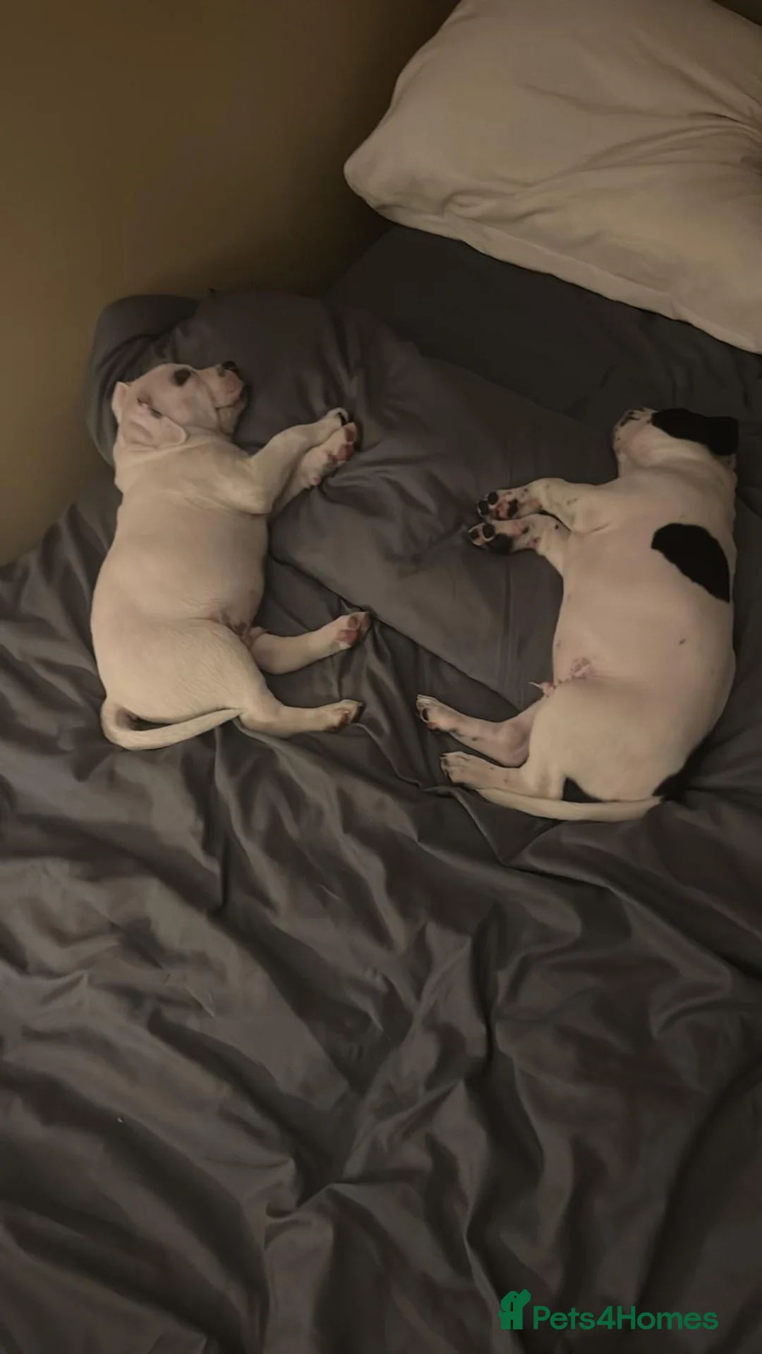 Staffordshire Bull Terrier dogs for sale: 10 month old staffie puppies  - Advert 27