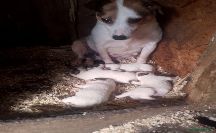 Jack Russell dogs - Advert 8