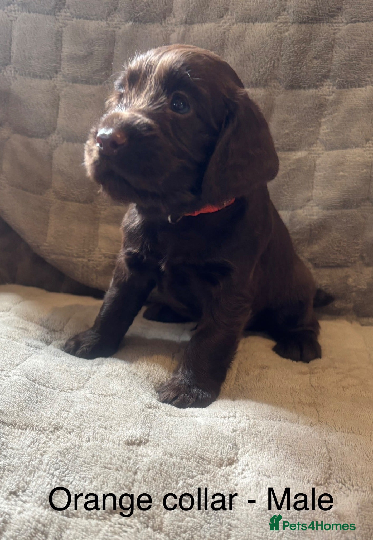Cocker Spaniel dogs Working Cocker Spaniel Pups - Advert 1