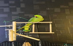 Ringnecks birds for sale: Ringneck Parrot - Image 1