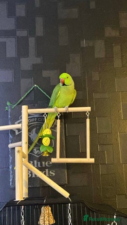 Ringnecks birds - Advert 17
