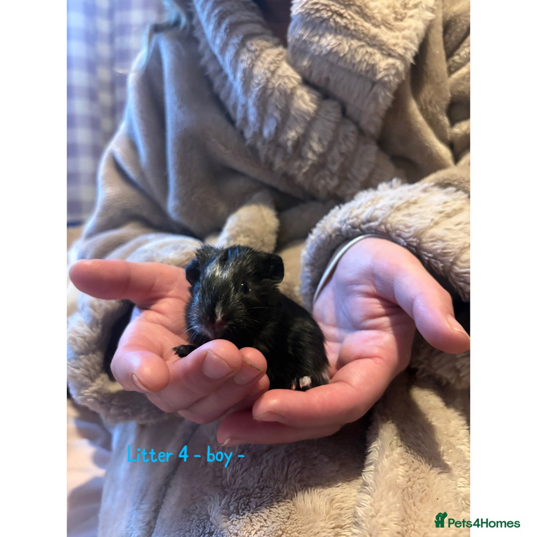 Guinea Pig rodents for sale: Beautiful baby guniea pig for sale Girls & Boys - Advert 17