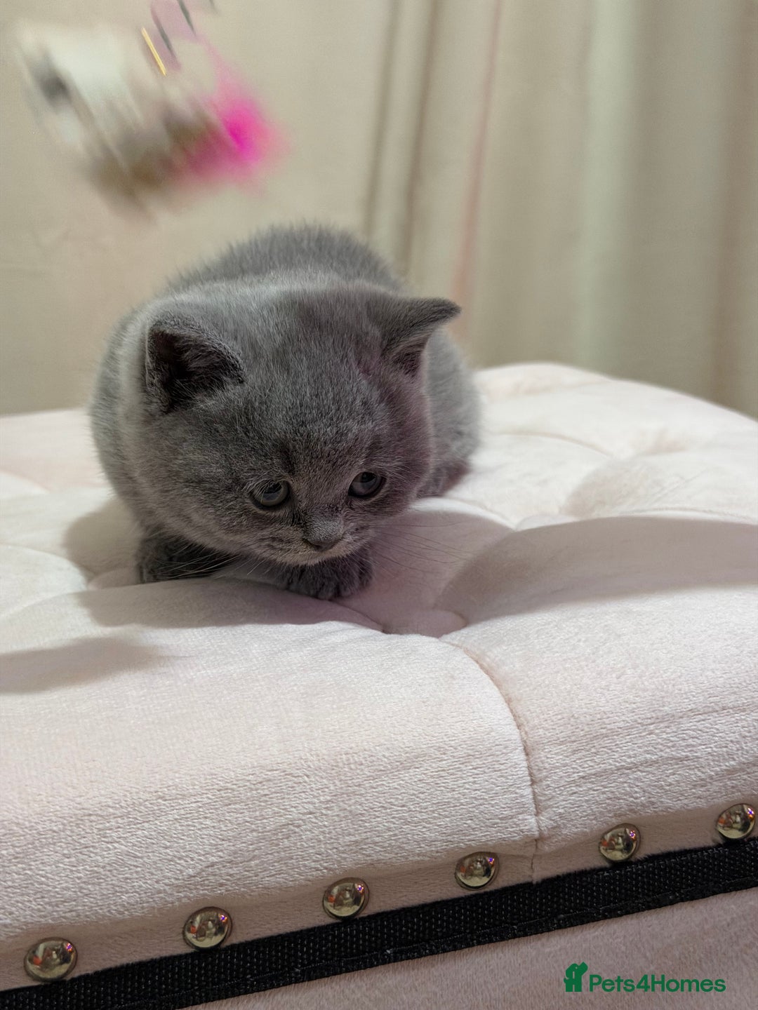Scottish Fold cats for sale: Scottish Fold/ Straight kitties  - Advert 23