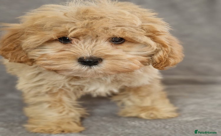 Cavapoochon dogs - Advert 1