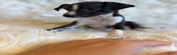 Italian Greyhound dogs for sale: ✨ KC Registered Italian Greyhound puppies ✨ - Advert 20