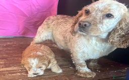 Cockapoo dogs for sale: Miniature cockapoo puppies - Image 12