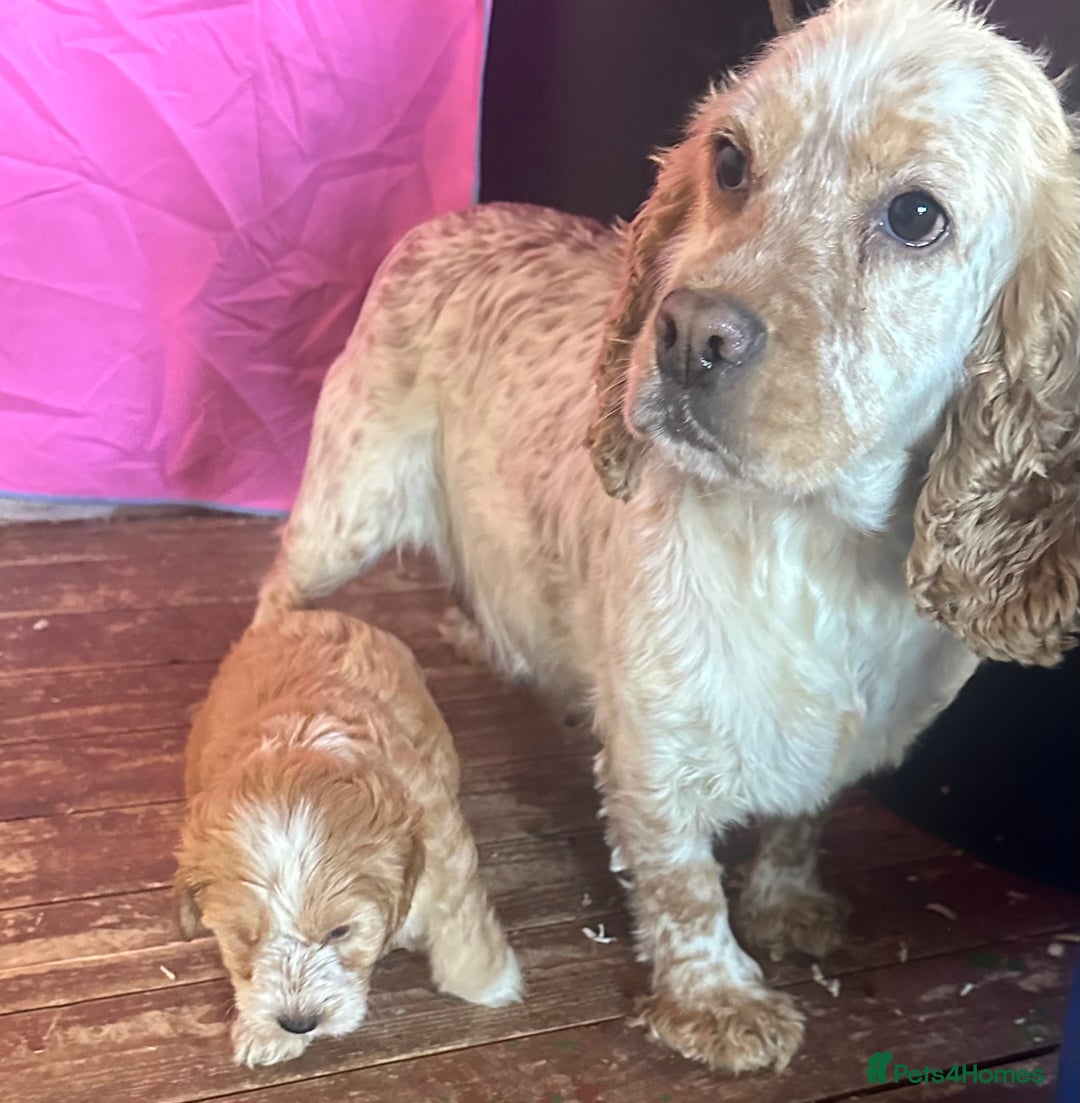 Cockapoo dogs for sale: Miniature cockapoo puppies - Image 12
