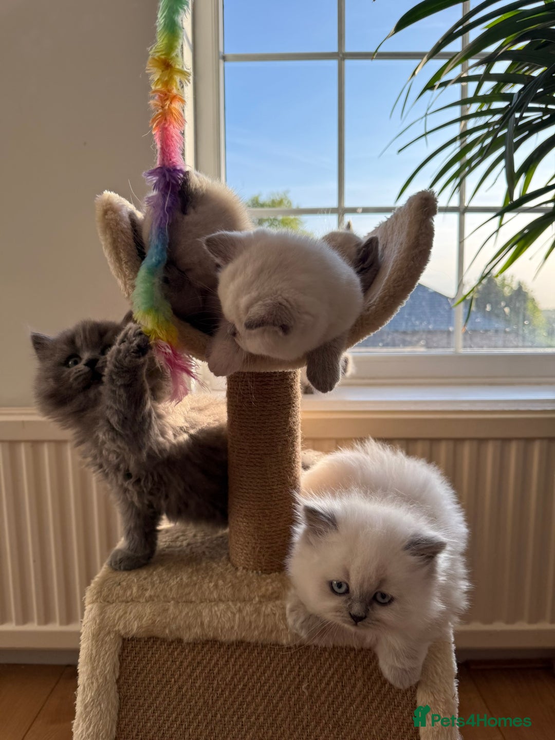 British Shorthair cats for sale: British Shorthair Kittens - Image 5