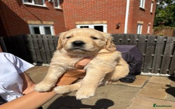 Golden Retriever dogs for sale: Ready now - Golden Retriever Puppies  - Image 9