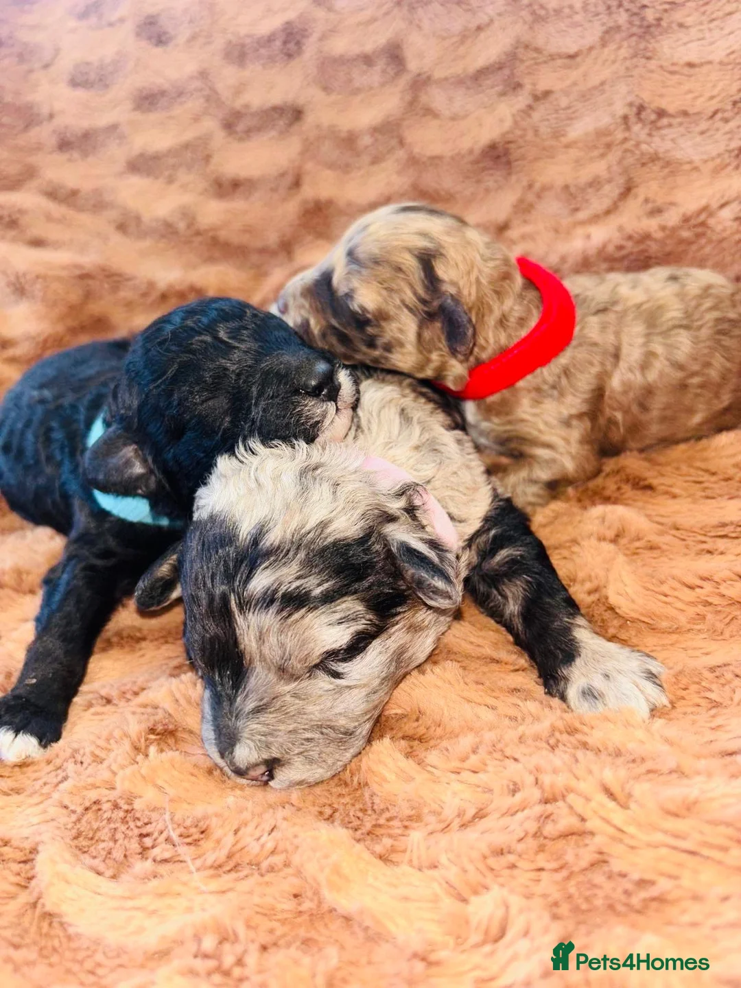Cavapoo dogs for sale: BEAUTIFUL F1B CAVAPOO PUPPIES - Advert 2