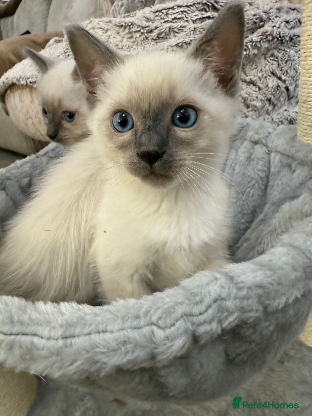 Ragdoll cats for sale: 3 fluffy fluff balls of Ragdoll… 07508 297567 - Image 11