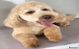 Cavapoo dogs for sale: Cavapoo 1 year female - Image 3