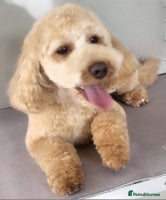 Cavapoo dogs - Advert 8