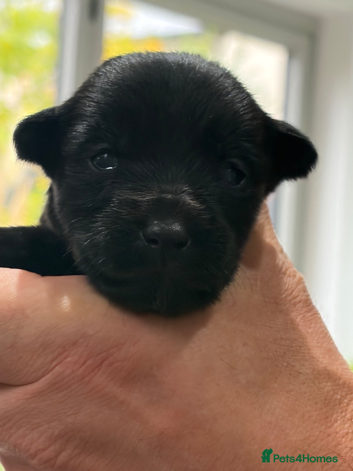 Mixed Breed dogs for sale: Gorgeous puppies looking for a home  - Advert 11