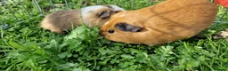 Guinea Pig rodents for sale: California x male 6m and baby boy - Advert 8