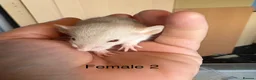Rat rodents for sale: Mixed sex dwarf Dumbo Rats - Advert 16