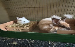 Lionhead rabbits for sale: Angora X lionhead male- NOW RESERVED - Image 4
