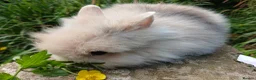 Lionhead rabbits for sale: Stunning DM Lionhead baby rabbits  - Advert 12