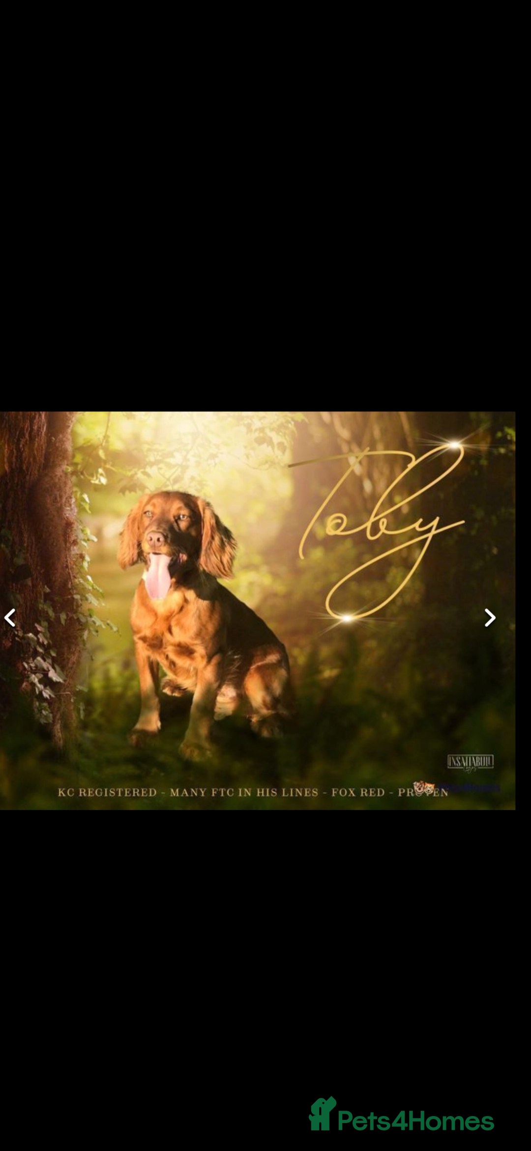 Cocker Spaniel dogs for sale: cocker spaniel puppies  - Advert 2