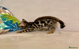 Bengal cats for sale: 🐾 Purebred BENGAL kittens🐾 - Image 9