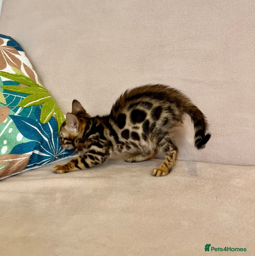 Bengal cats for sale: 🐾 Purebred BENGAL kittens🐾 - Image 9