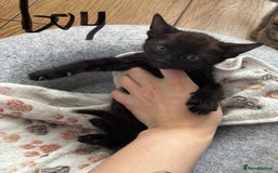 Mixed Breed cats for sale: Bengal kittens/mum bengal  - Image 3