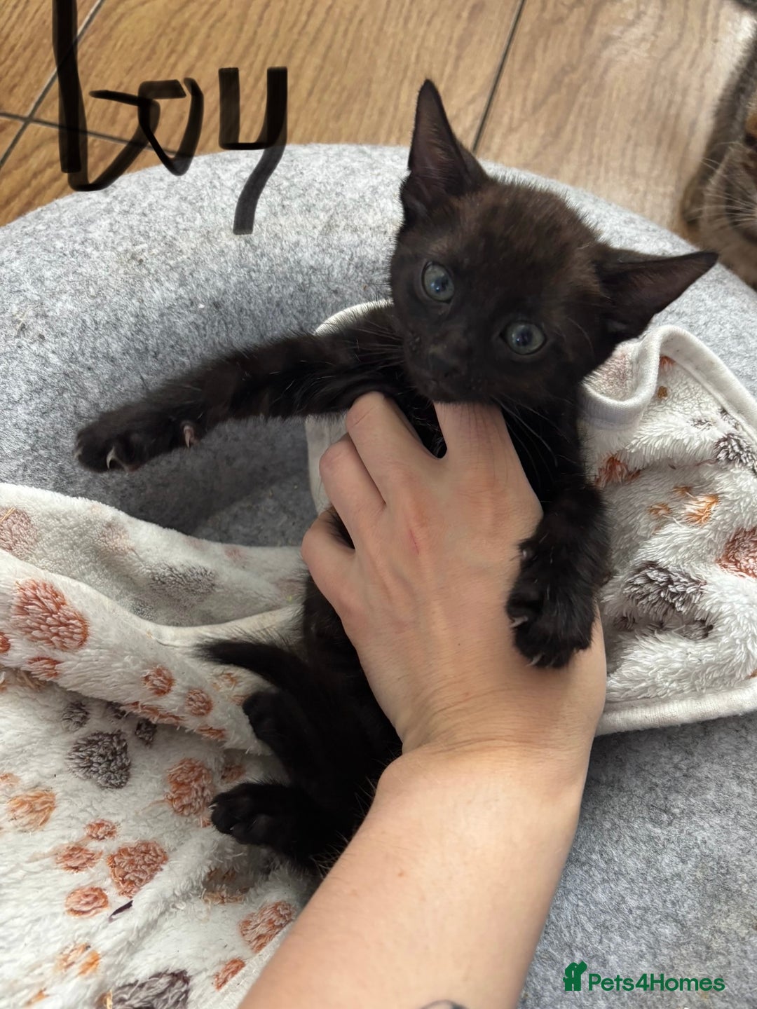 Mixed Breed cats for sale: Bengal kittens/mum bengal  - Image 3