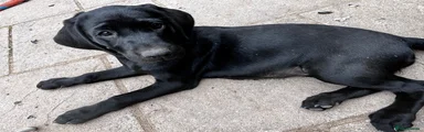 Labrador Retriever 3