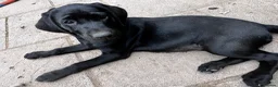 Labrador Retriever dogs for sale: Labrador retriever puppies - Advert 11