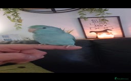 Parrots birds for sale: 8 week Old Hand Reared Parrotlet Boy. - Image 4