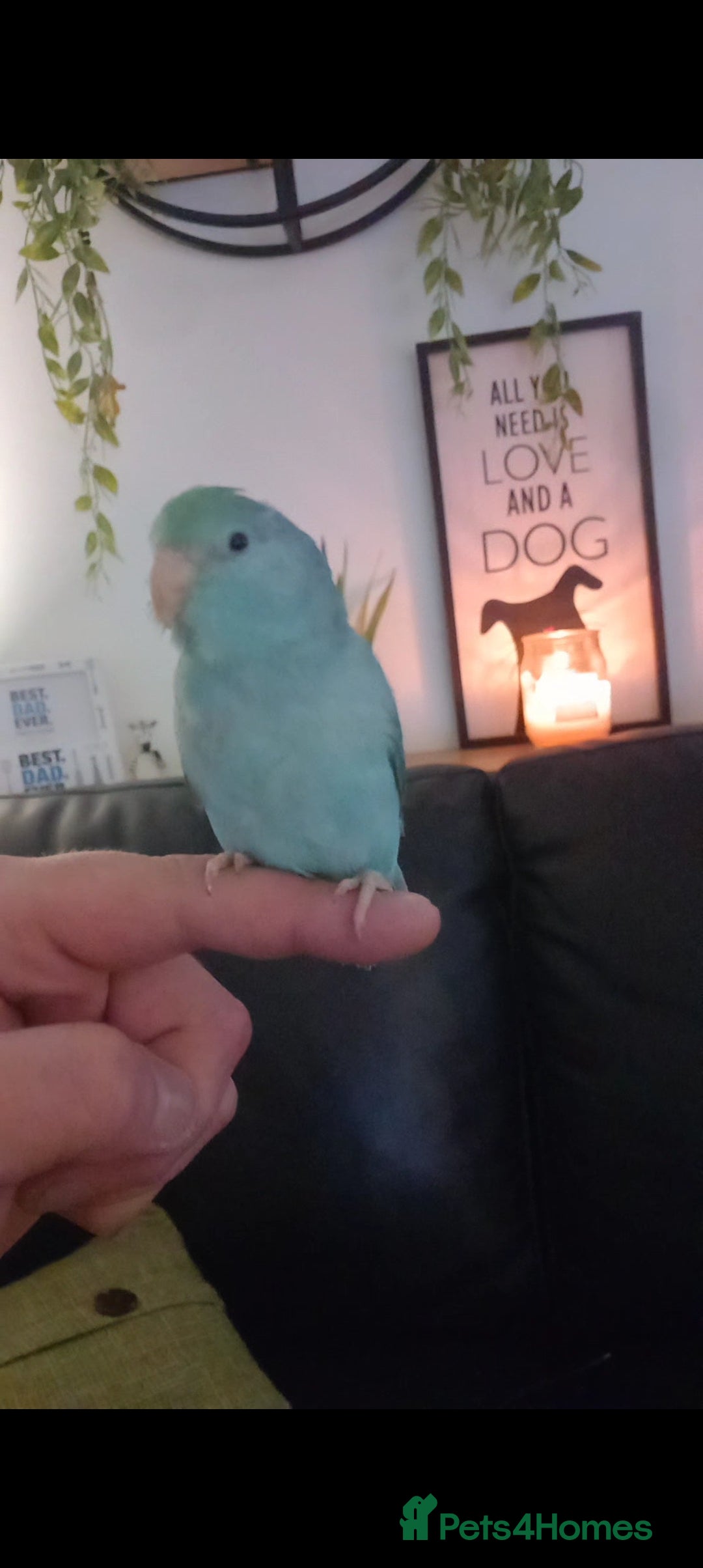 Parrots birds for sale: 8 week Old Hand Reared Parrotlet Boy. - Image 4