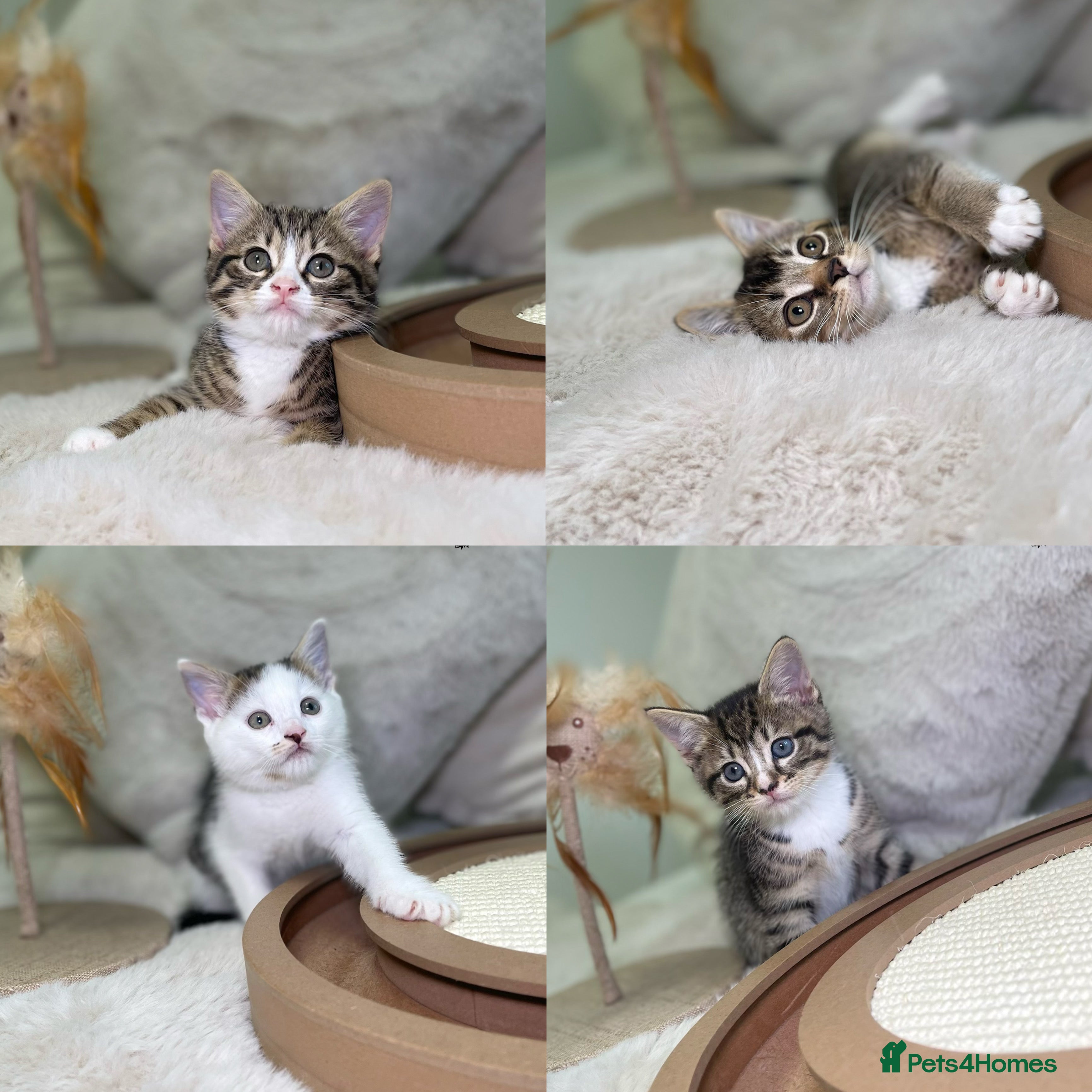 Mixed Breed cats Beautiful kittens 8 weeks old ready now  - Advert 13