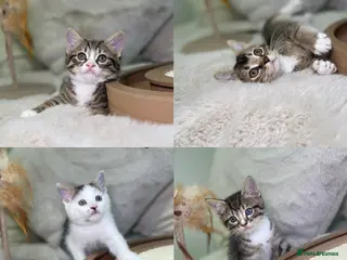 Mixed Breed cats Beautiful kittens 8 weeks old ready now - Advert 18