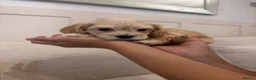 Maltipoo dogs for sale: 6 maltipoo champagne coloured puppies  - Advert 29