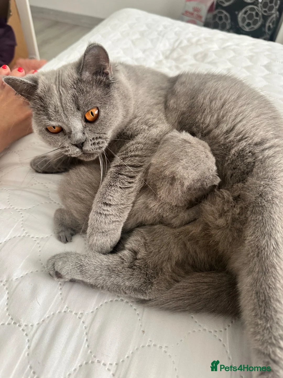 British Shorthair cats for sale: Baby boy  in Newark - Advert 1
