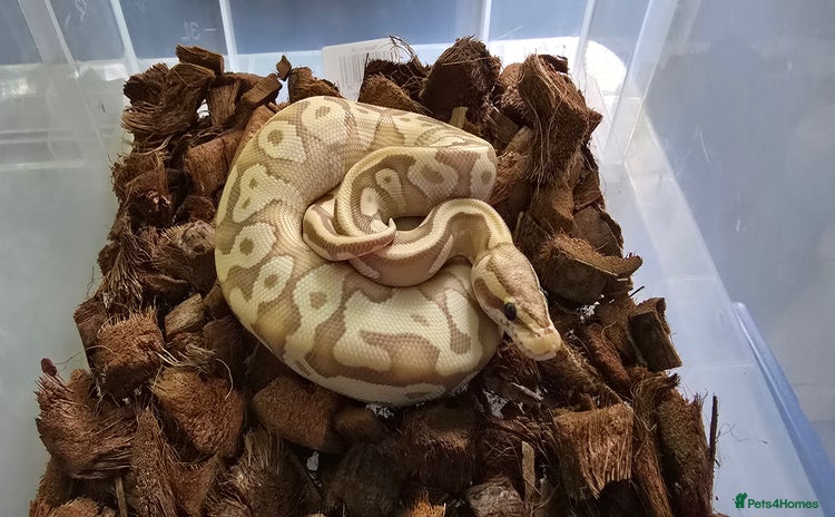 Python Snake reptiles - Advert 1